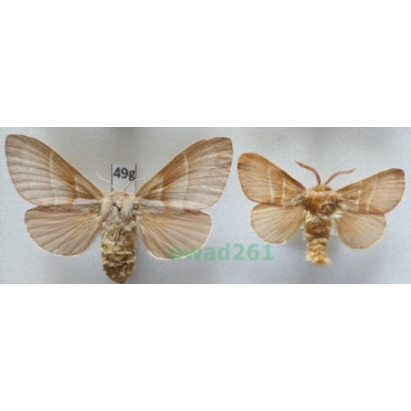 Macrothylacia rubi (Linnaeus, 1758) pair Czech49g